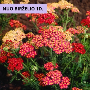 Kraujažolė (Achilea millefolium) &#039;Paprika&#039;